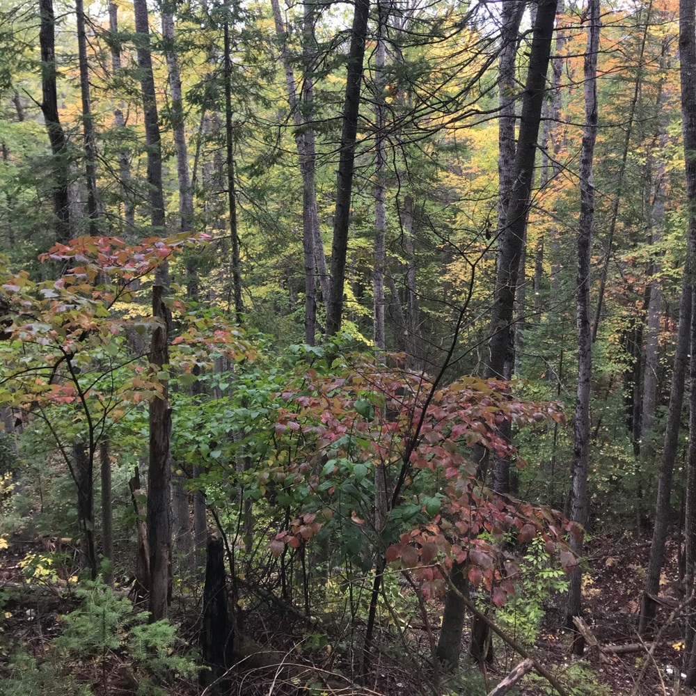 𝑫𝑬𝑻𝑨𝑰𝑳𝑺 - Picture 4 of 4